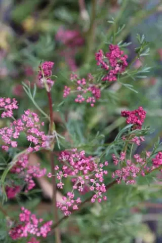 Carum carvi (pink flowers)
