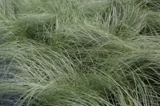 Carex comans 'Frosted Curls'