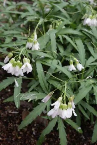 Cardamine concatenata
