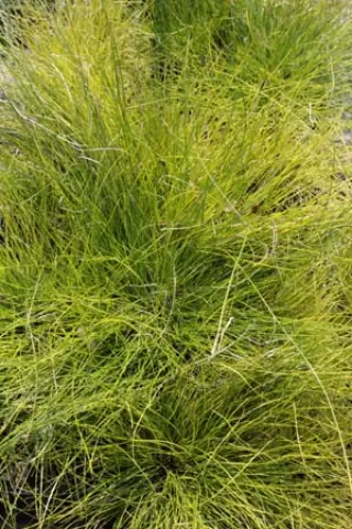 Carex davalliana