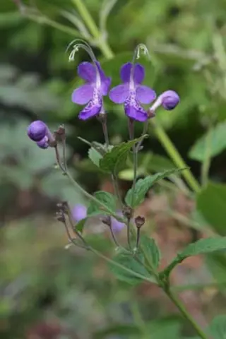 Caryopteris divaricata 'Blue Bonnets'