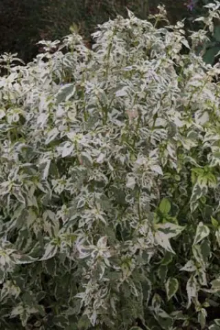 Caryopteris divaricata 'Snow Fairy'