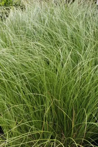 Carex flagellifera 'Kiwi'