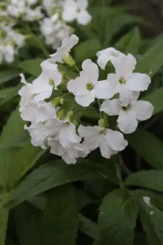 Cardamine heptaphylla