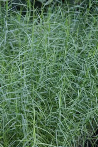 Carex muskingumensis 'Little Midge'