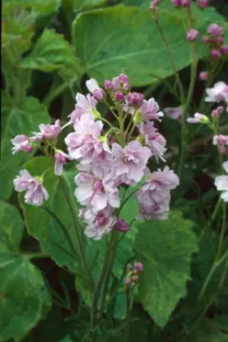 Cardamine pratensis 'Flore Plena'