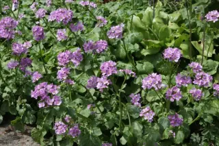 Cardamine raphanifolia