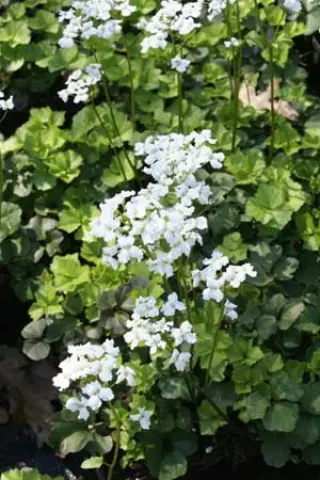 Cardamine trifolia