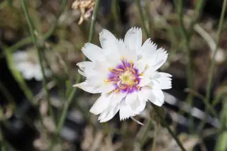 Catananche caerulea 'Alba'
