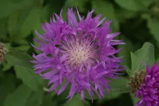 Centaurea dealbata 'John Coutts'