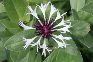 Centaurea montana 'Purple Heart'