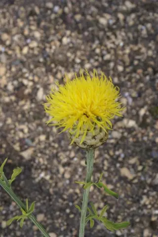Centaurea orientalis