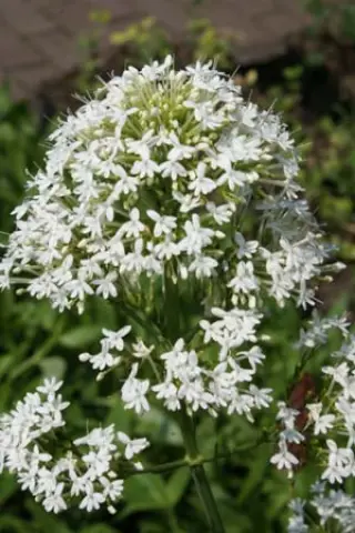 Centranthus ruber 'Albiflorus'