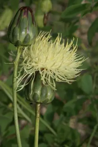 Centaurea ruthenica