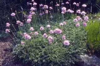 Centaurea simplicicaulis