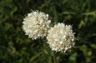 Cephalaria leucantha 'Trenta'