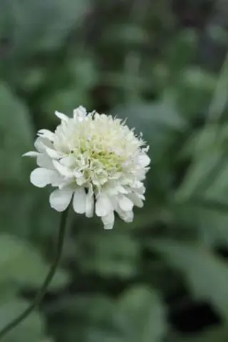 Cephalaria leucantha (E.S.)