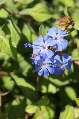 Ceratostigma griffithii