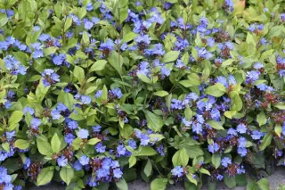 Ceratostigma plumbaginoides