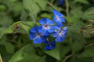 Ceratostigma willmott. 'Forest Blue'