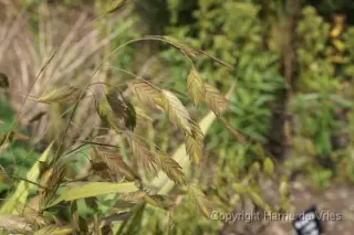 Chasmanthium latifolium