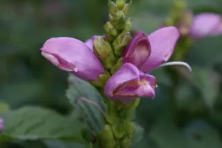 Chelone lyonii 'Hot Lips'