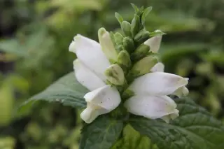 Chelone obliqua 'Alba'