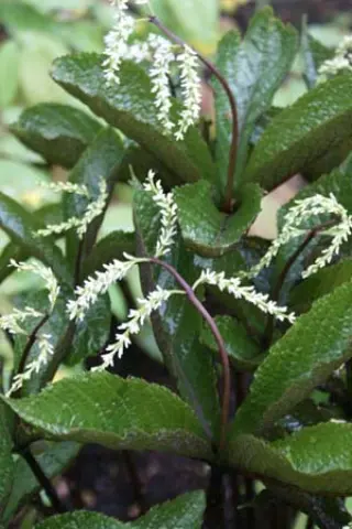 Chloranthus fortunei