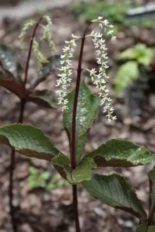 Chloranthus sessilifolius 'Domino'