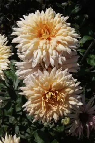 Chrysanthemum 'Apricot'