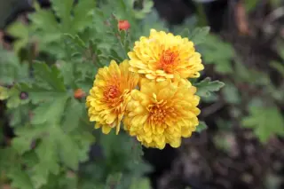 Chrysanthemum 'Bienchen'