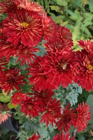 Chrysanthemum 'Brennpunkt'