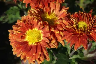 Chrysanthemum 'Coupe De Soleil'