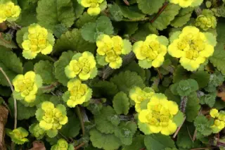 Chrysosplenium davidianum