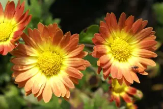 Chrysanthemum 'Dernier Soleil'