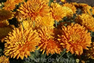 Chrysanthemum 'Dixter Orange'