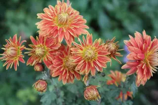 Chrysanthemum 'Gold Laced'