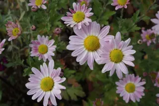Chrysanthemum 'Hebe'