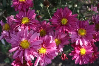 Chrysanthemum 'Herbstkuss'