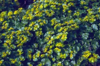 Chrysosplenium oppositifolium