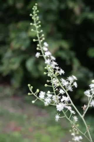 Cimicifuga dahurica (Hort.)