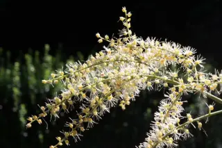 Cimicifuga foetida (Hort.)