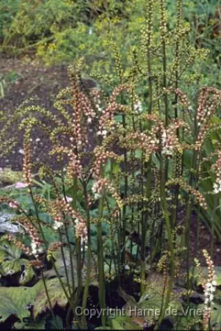 Cimicifuga japonica Chejudõ vorm