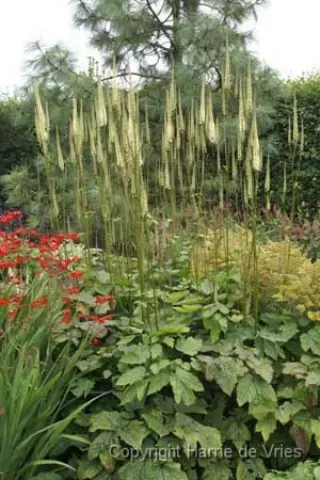 Cimicifuga rubifolia 'Blickfang'