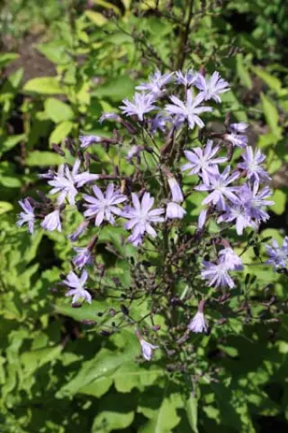 Cicerbita plumieri hybr.