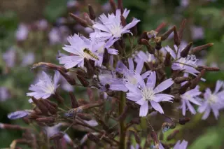 Cicerbita plumieri