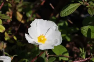 Cistus x corbariensis