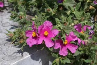 Cistus crispus