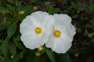 Cistus laurifolius