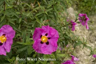 Cistus x purpureus